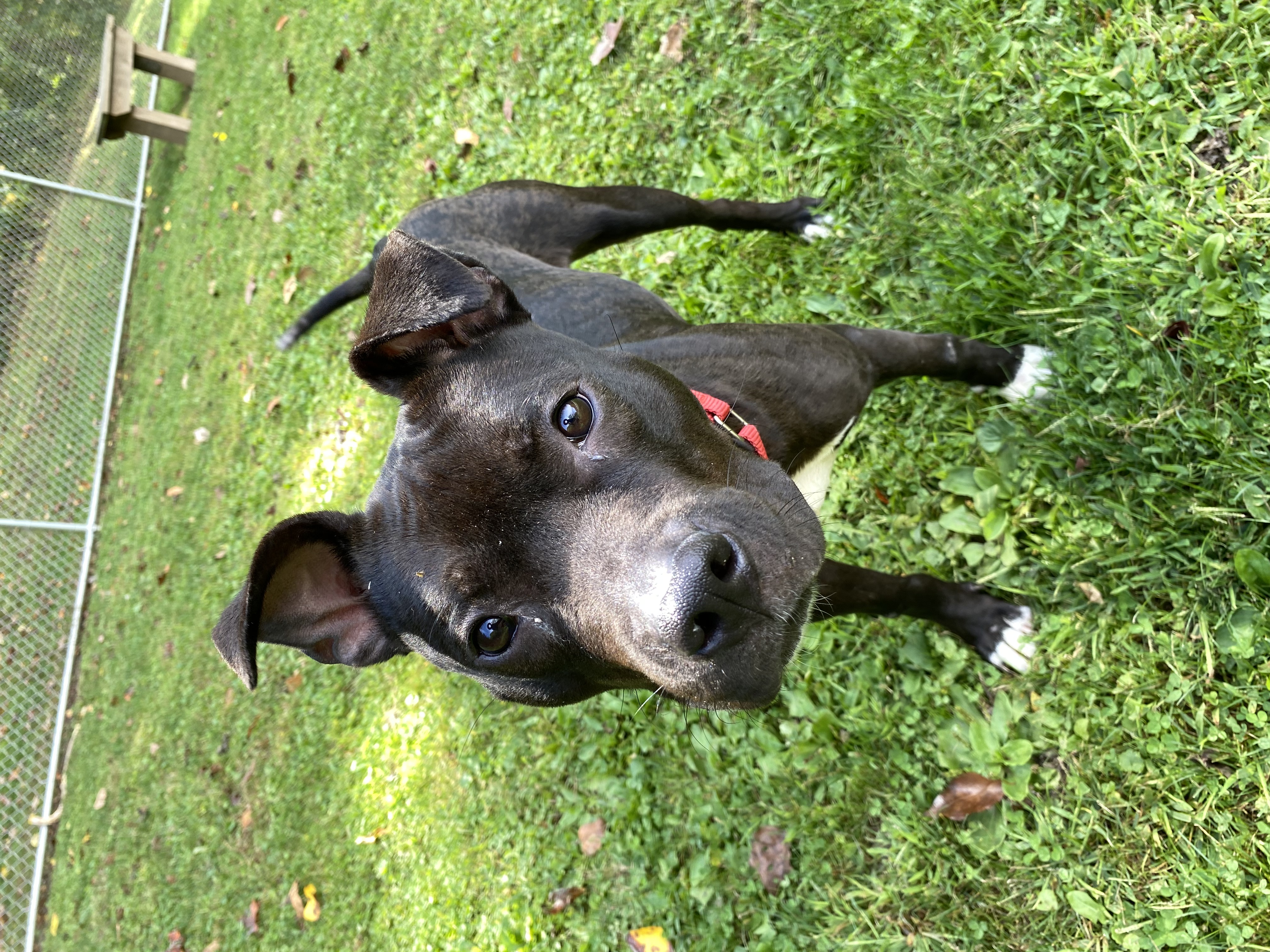 Dog for adoption Miley, a Pit Bull Terrier Mix in White Oak, PA
