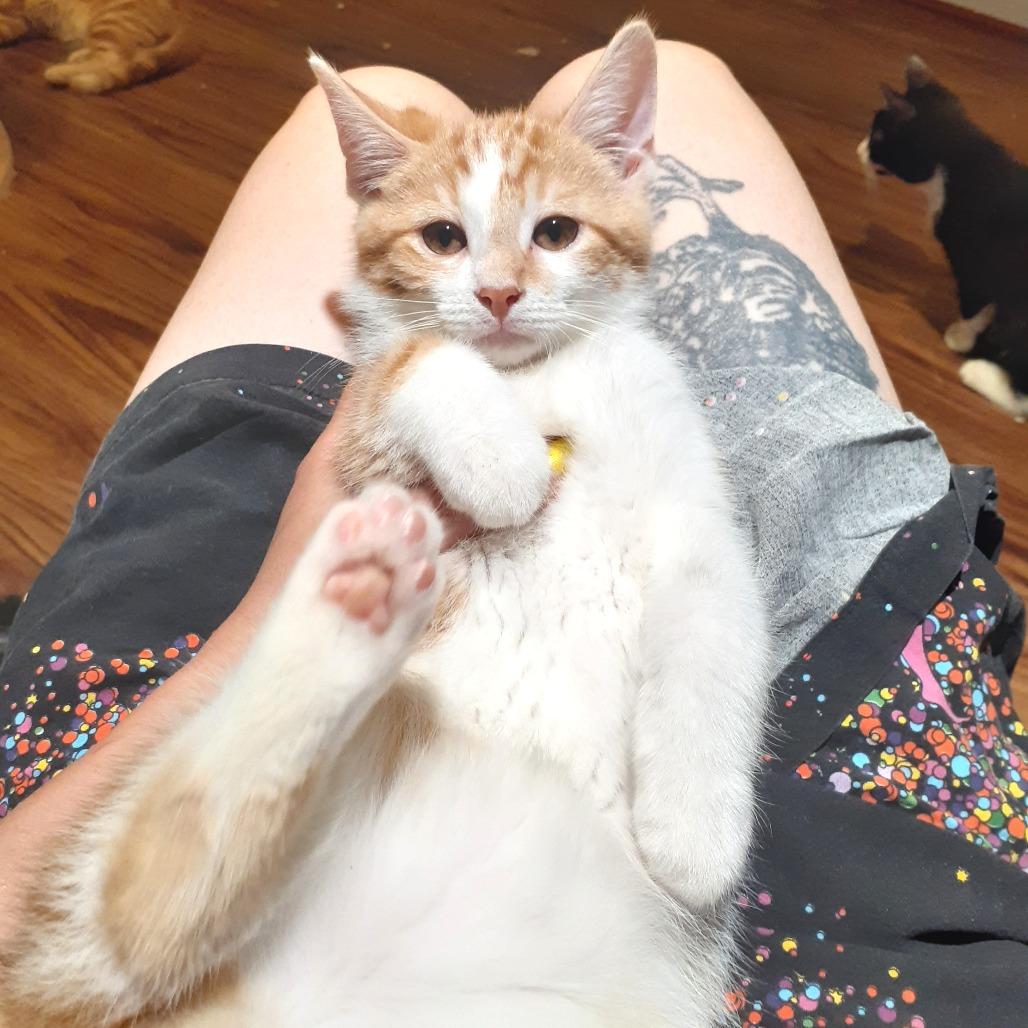 Corey, Adoptable, Kitten Male Domestic Short Hair.