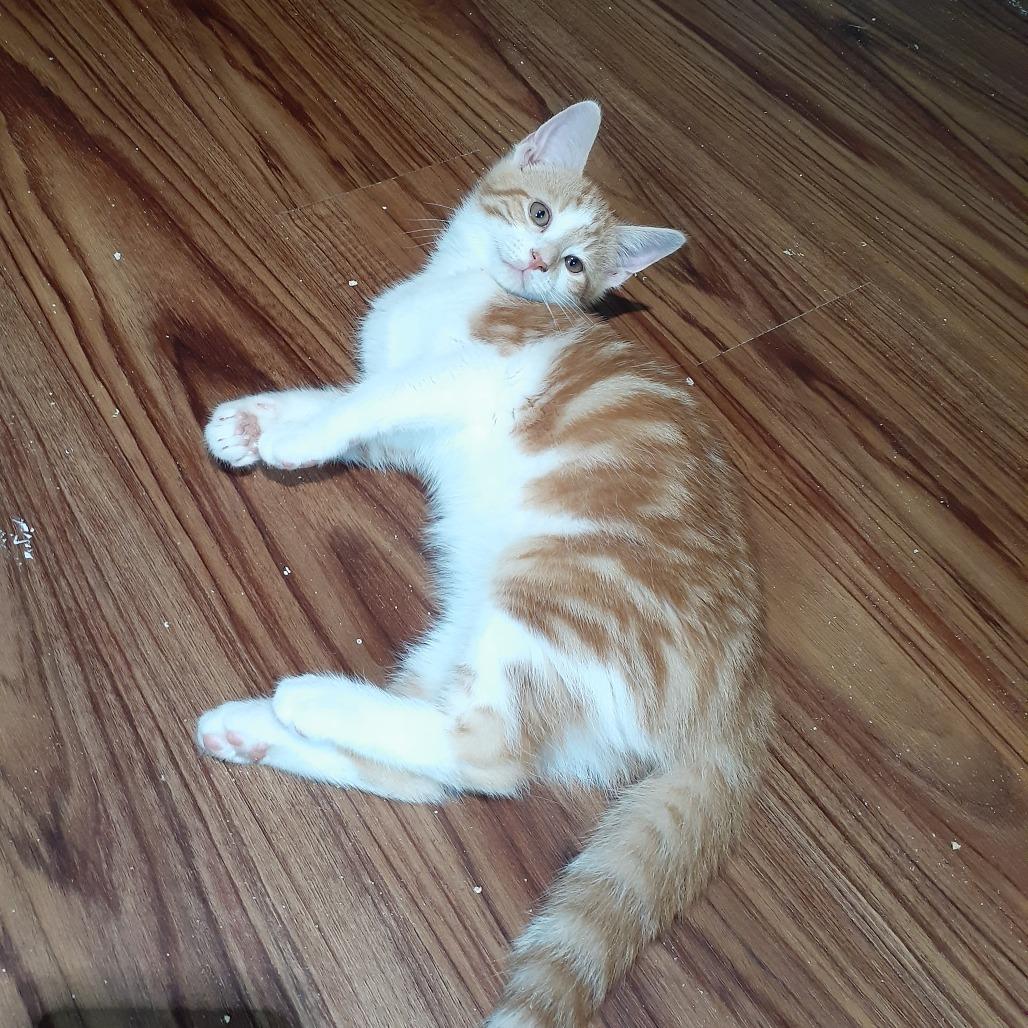 Corey, a Adoptable Domestic Short Hair in Pittsburgh, PA image 5/6