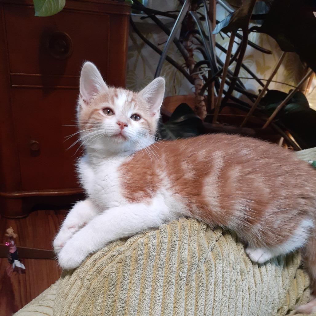 Corey, a Adoptable Domestic Short Hair in Pittsburgh, PA image 6/6