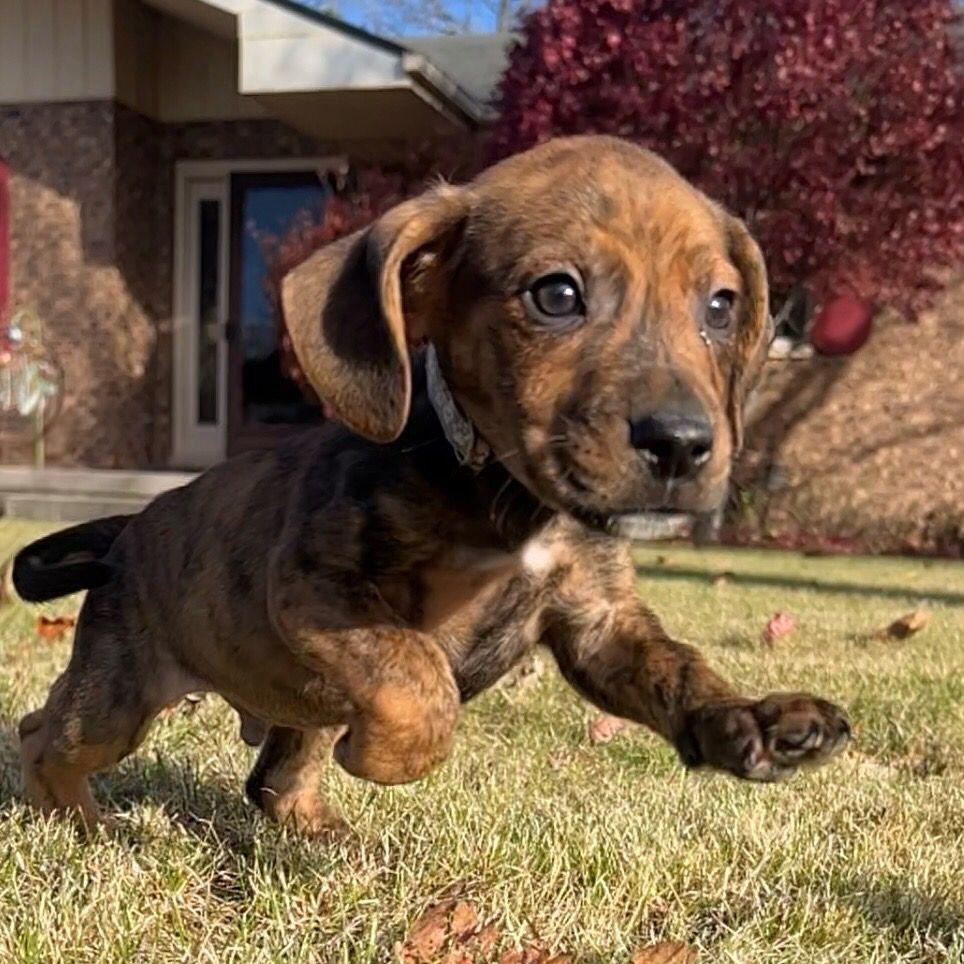 Enlarge Jackson, a Adoptable mixed breed in Midland, MI image 1/4