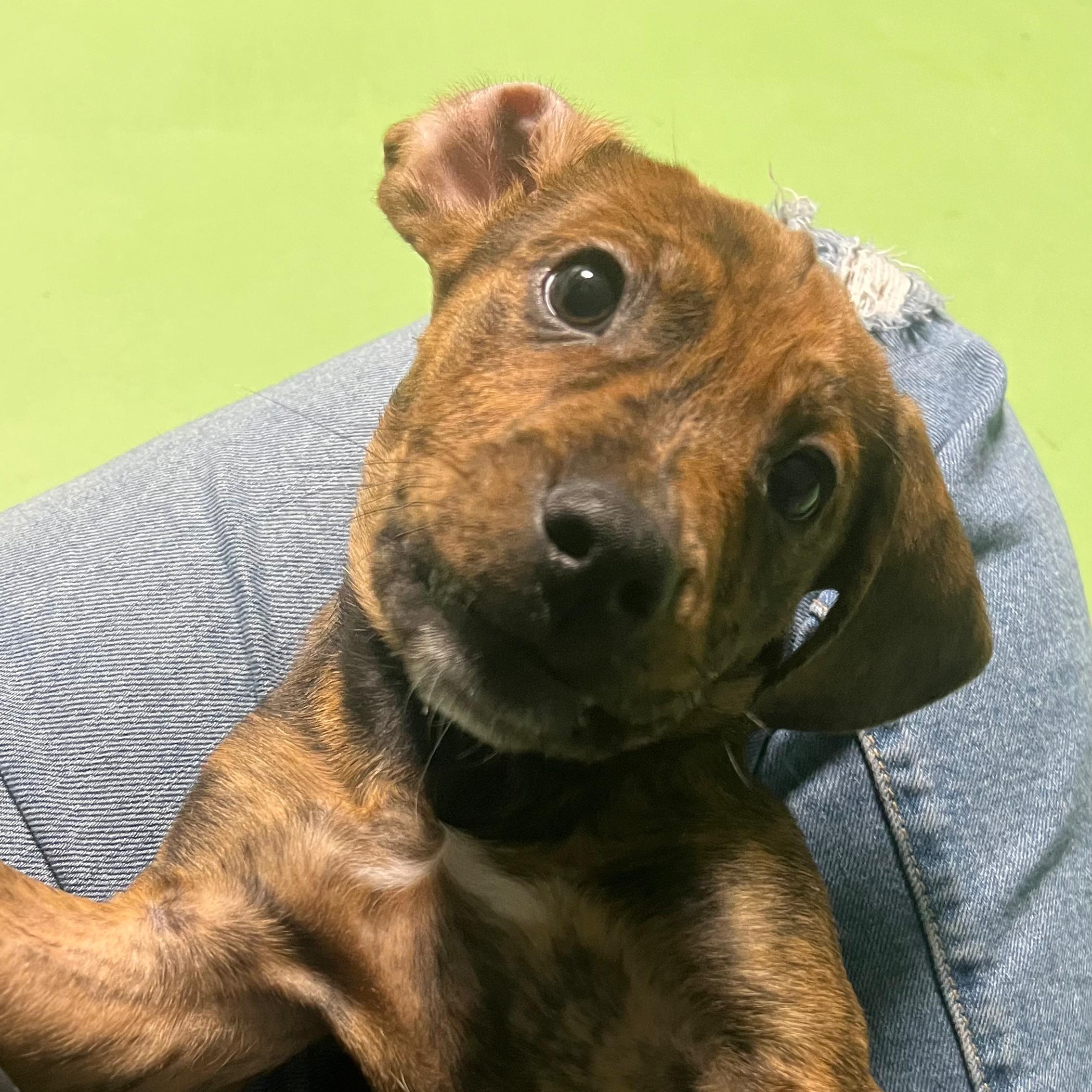 Enlarge Jackson, a Adoptable mixed breed in Midland, MI image 2/4