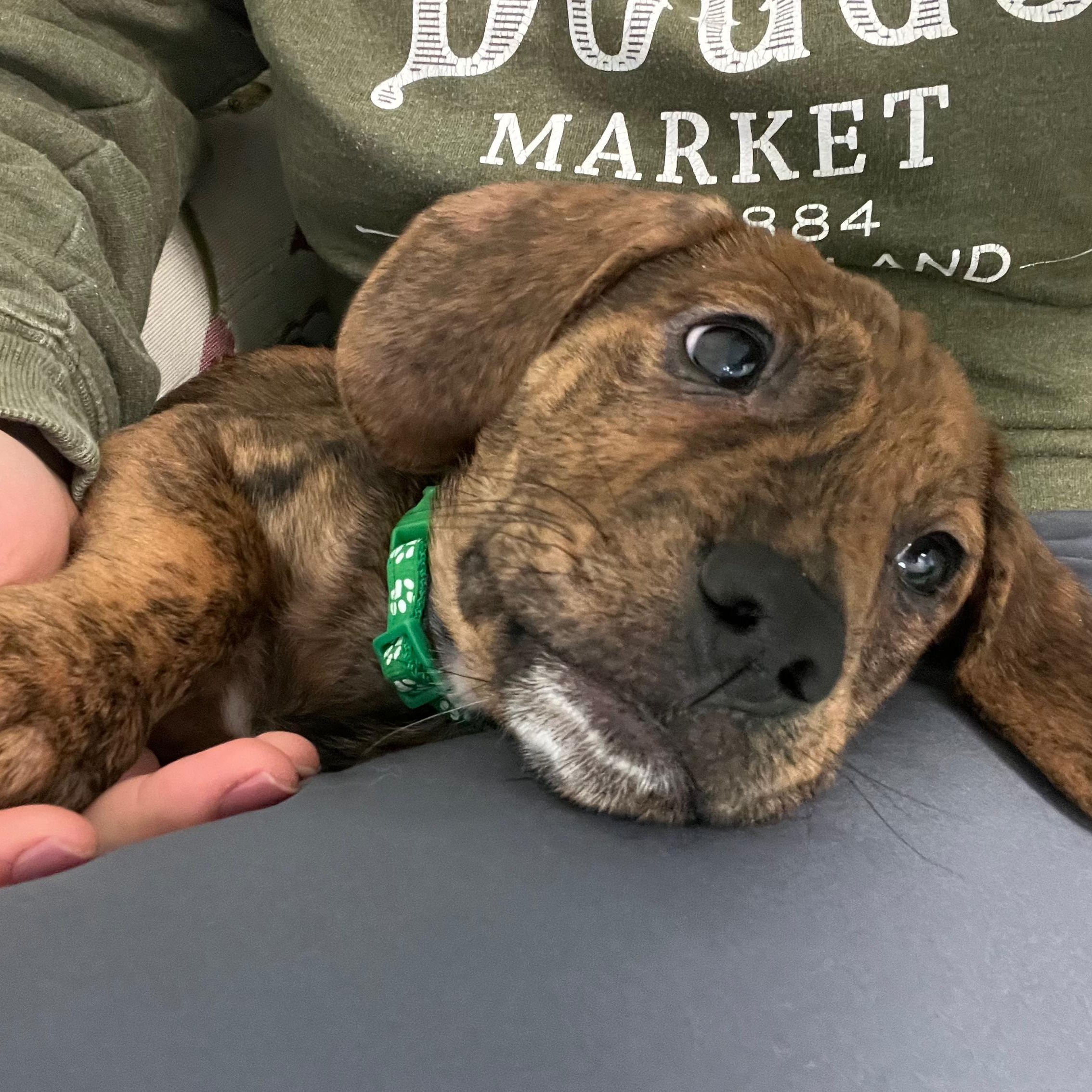 Enlarge Jackson, a Adoptable mixed breed in Midland, MI image 3/4