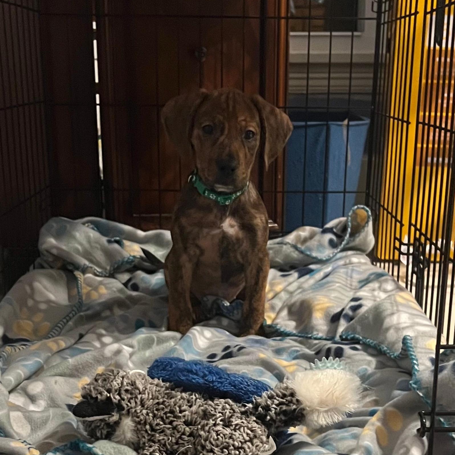 Enlarge Jackson, a Adoptable mixed breed in Midland, MI image 4/4