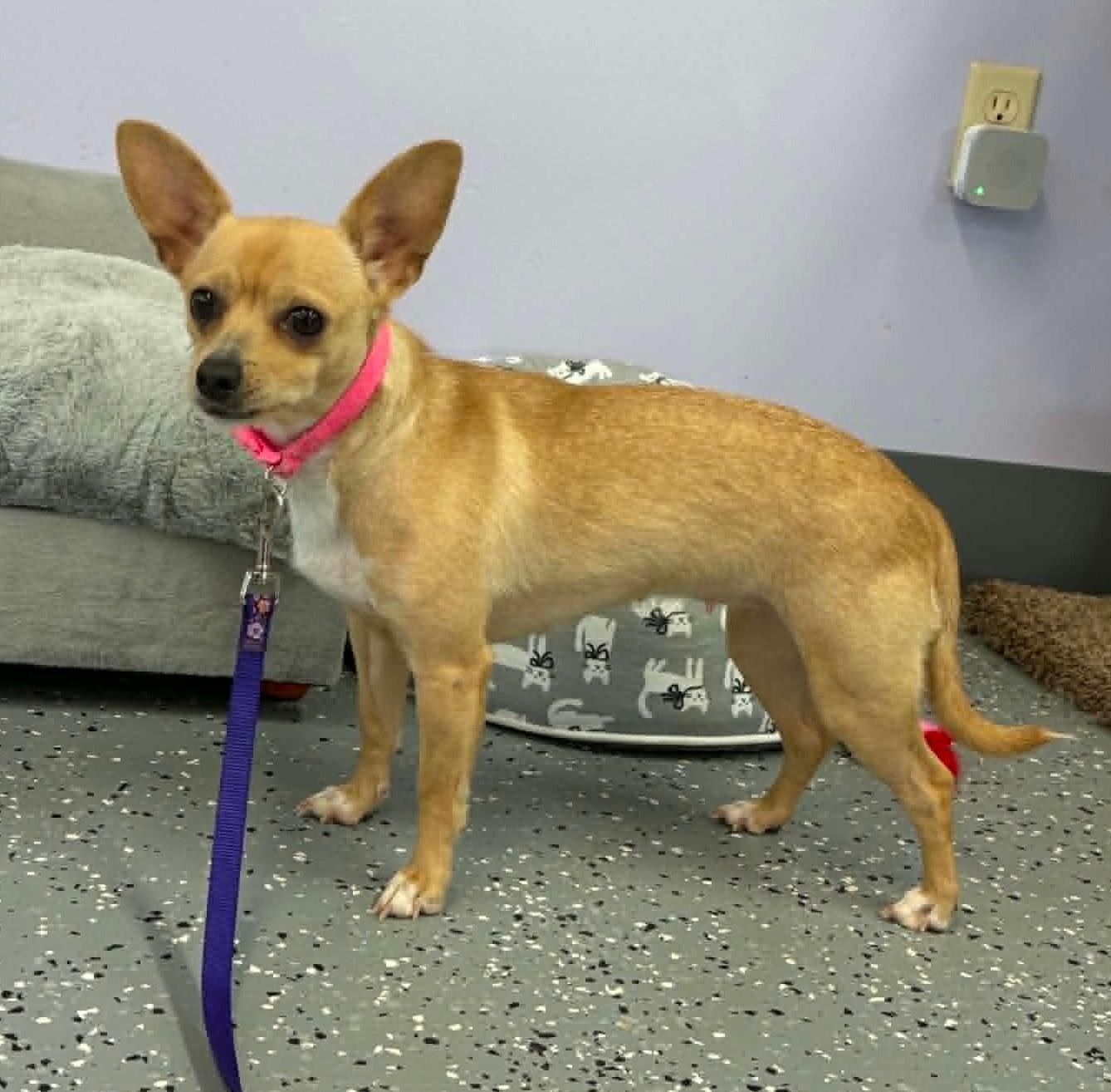 Enlarge Coco, a ADOPTABLE mixed breed in Homer Glen, IL image 2/2