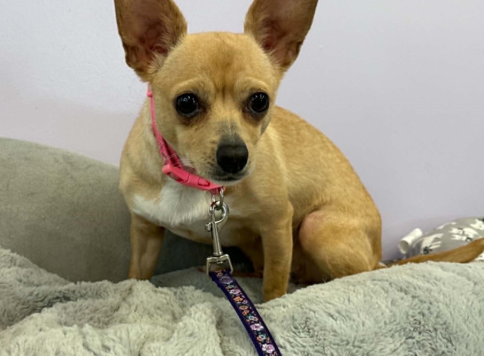 Enlarge Coco, a ADOPTABLE mixed breed in Homer Glen, IL image 1/2