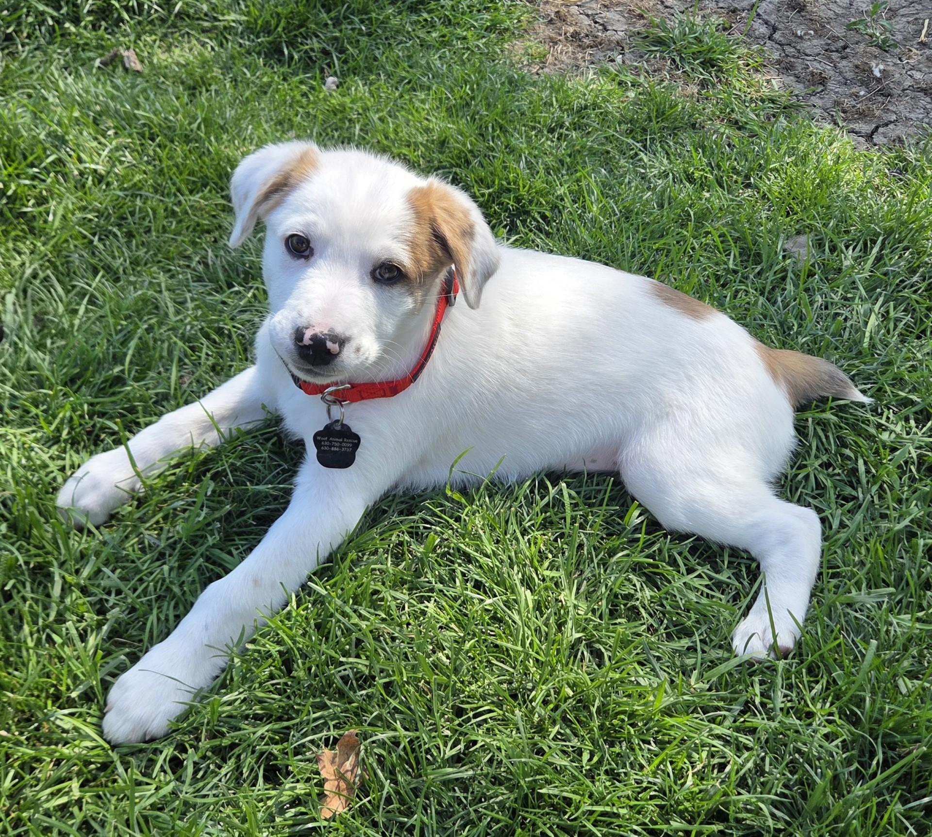 Enlarge Parmesan, an adopted mixed breed in Lemont, IL image 2/6