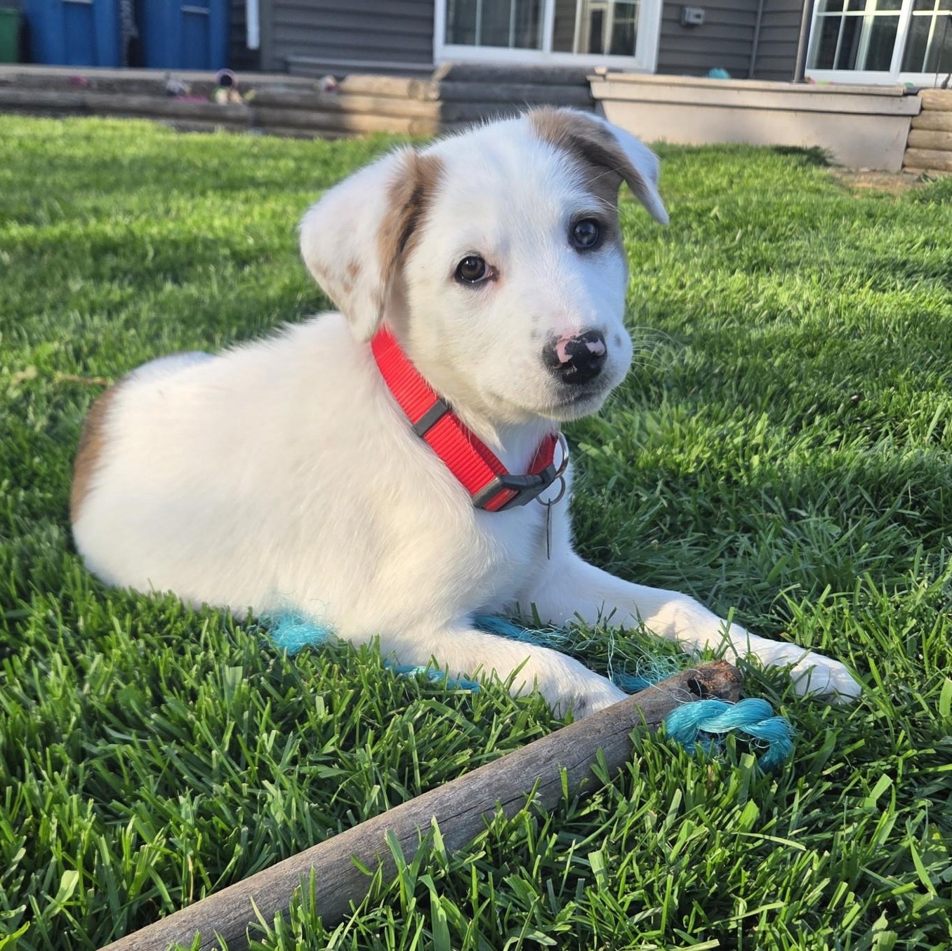 Parmesan, adopted, Puppy Female Australian Shepherd.