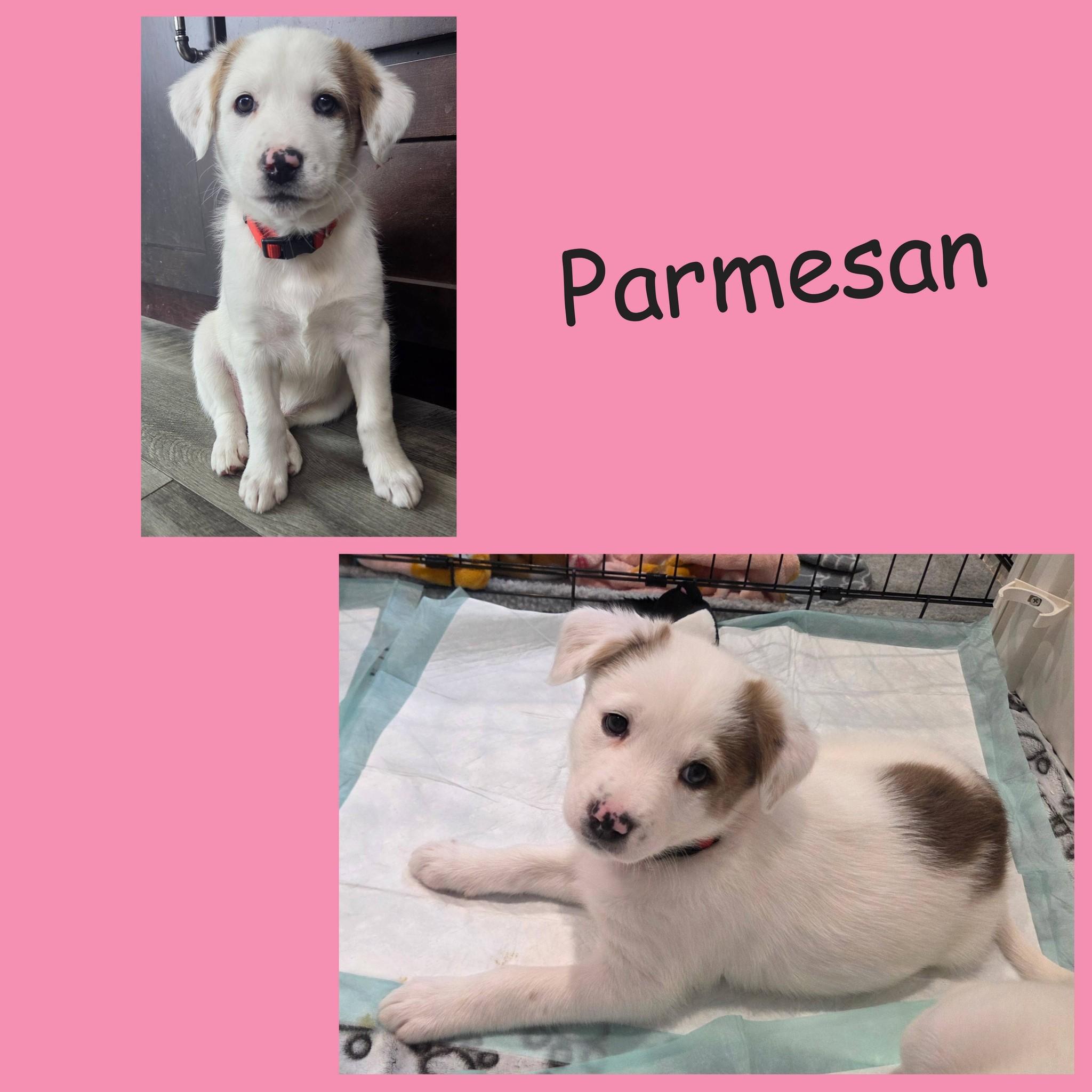 Enlarge Parmesan, an adopted mixed breed in Lemont, IL image 3/6