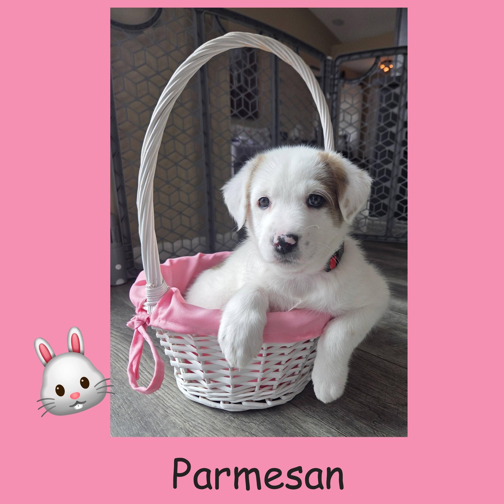 Enlarge Parmesan, an adopted mixed breed in Lemont, IL image 4/6