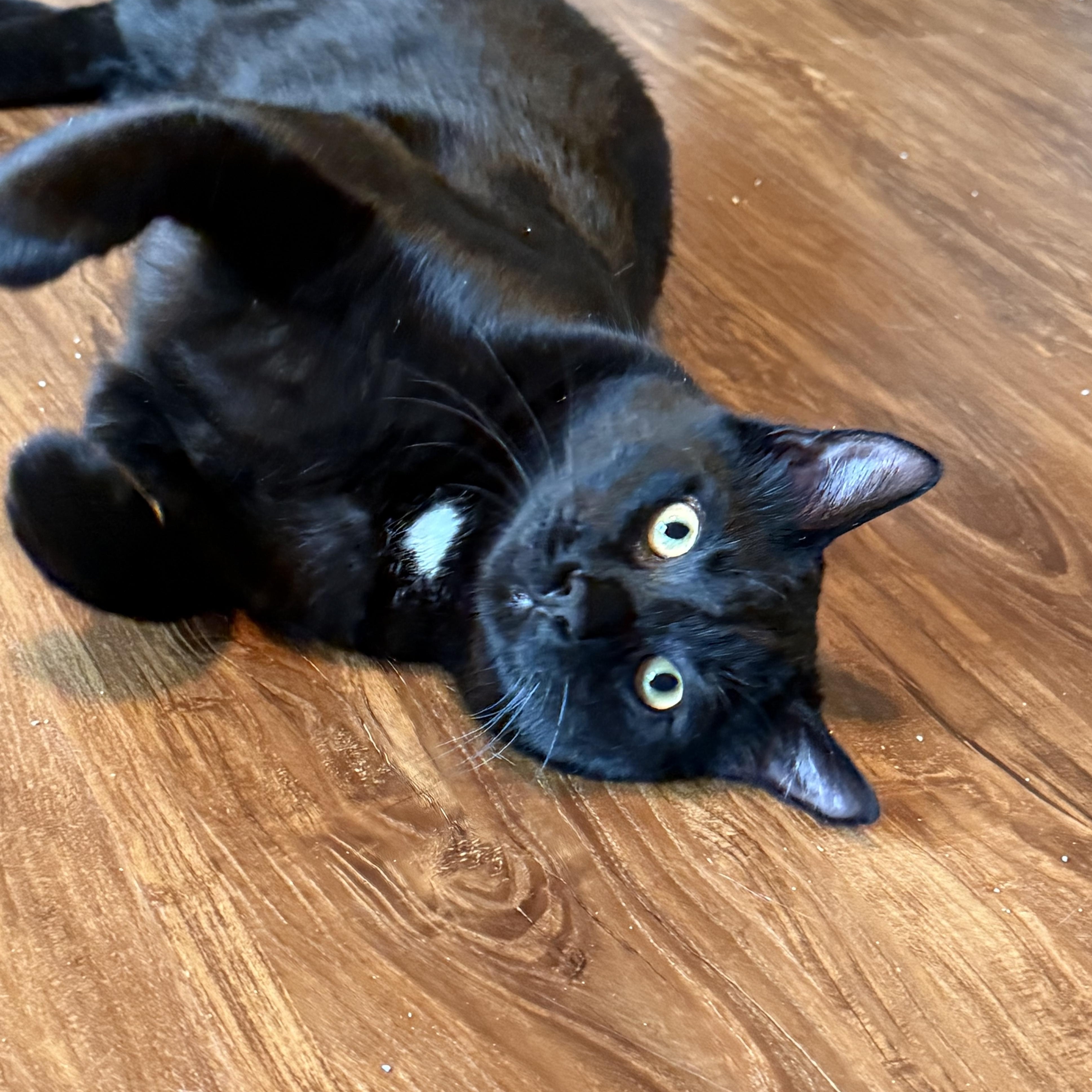 Frankie, a Adoptable Domestic Short Hair in Wheaton, IL image 1/4