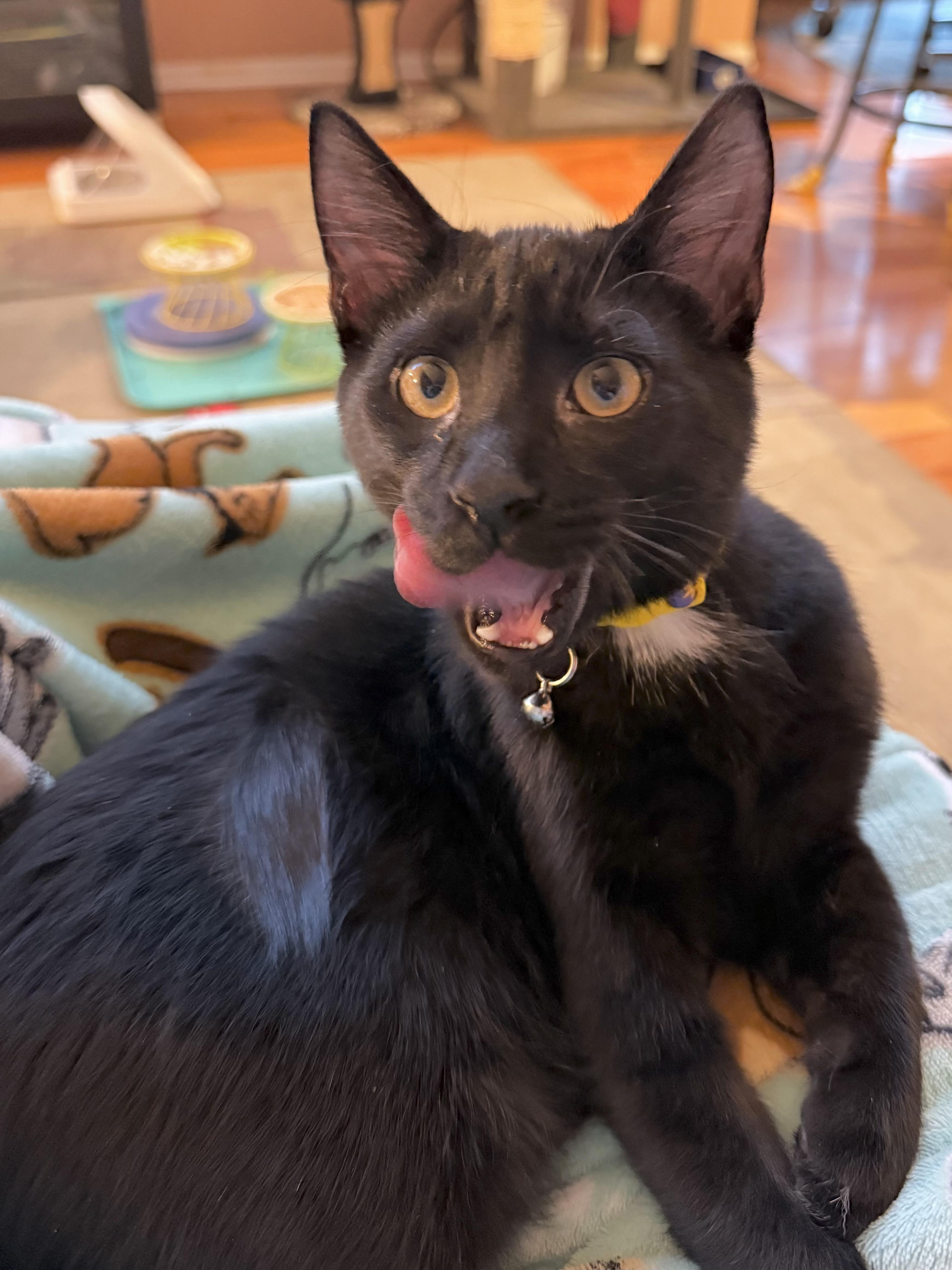 Frankie, a Adoptable Domestic Short Hair in Wheaton, IL image 2/4