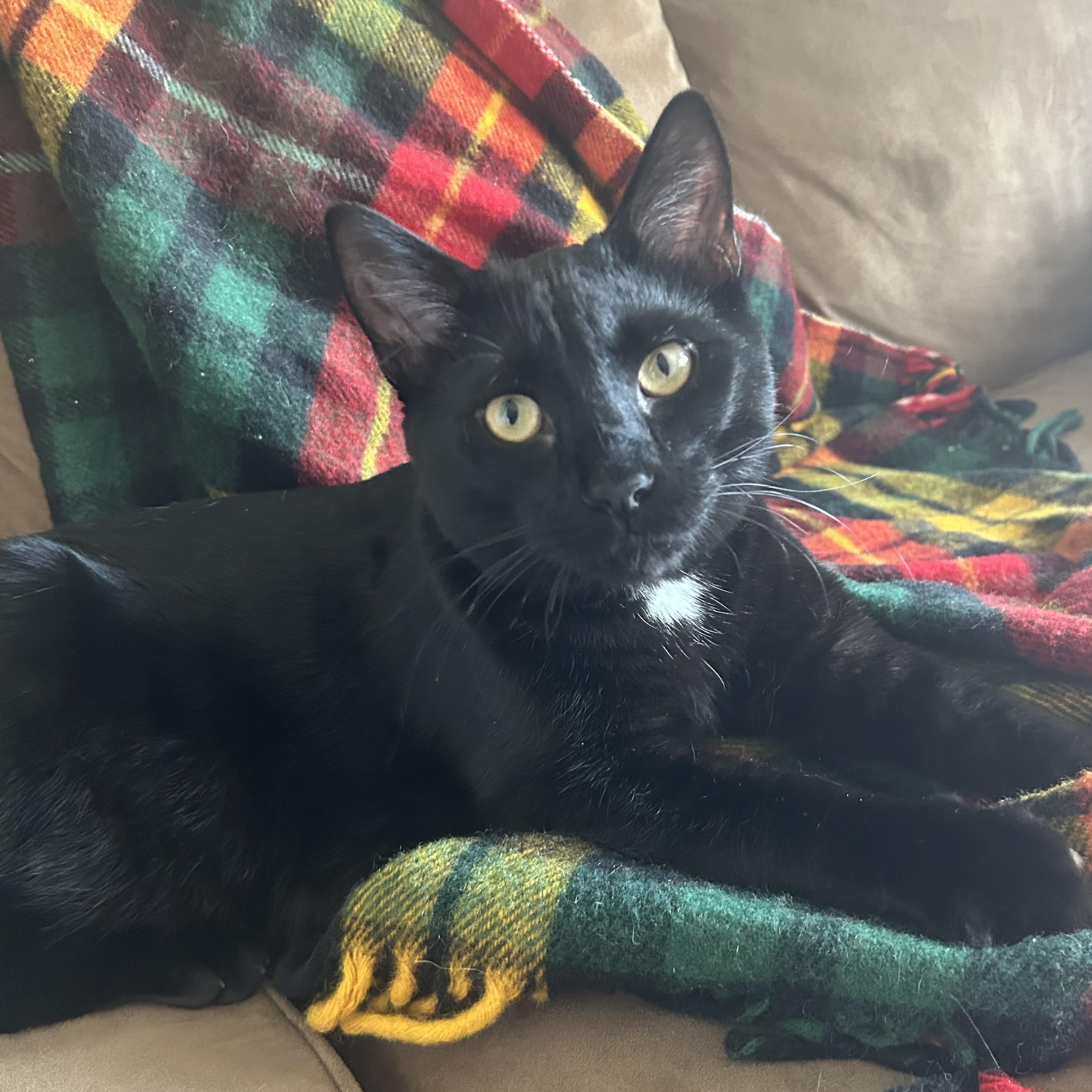 Frankie