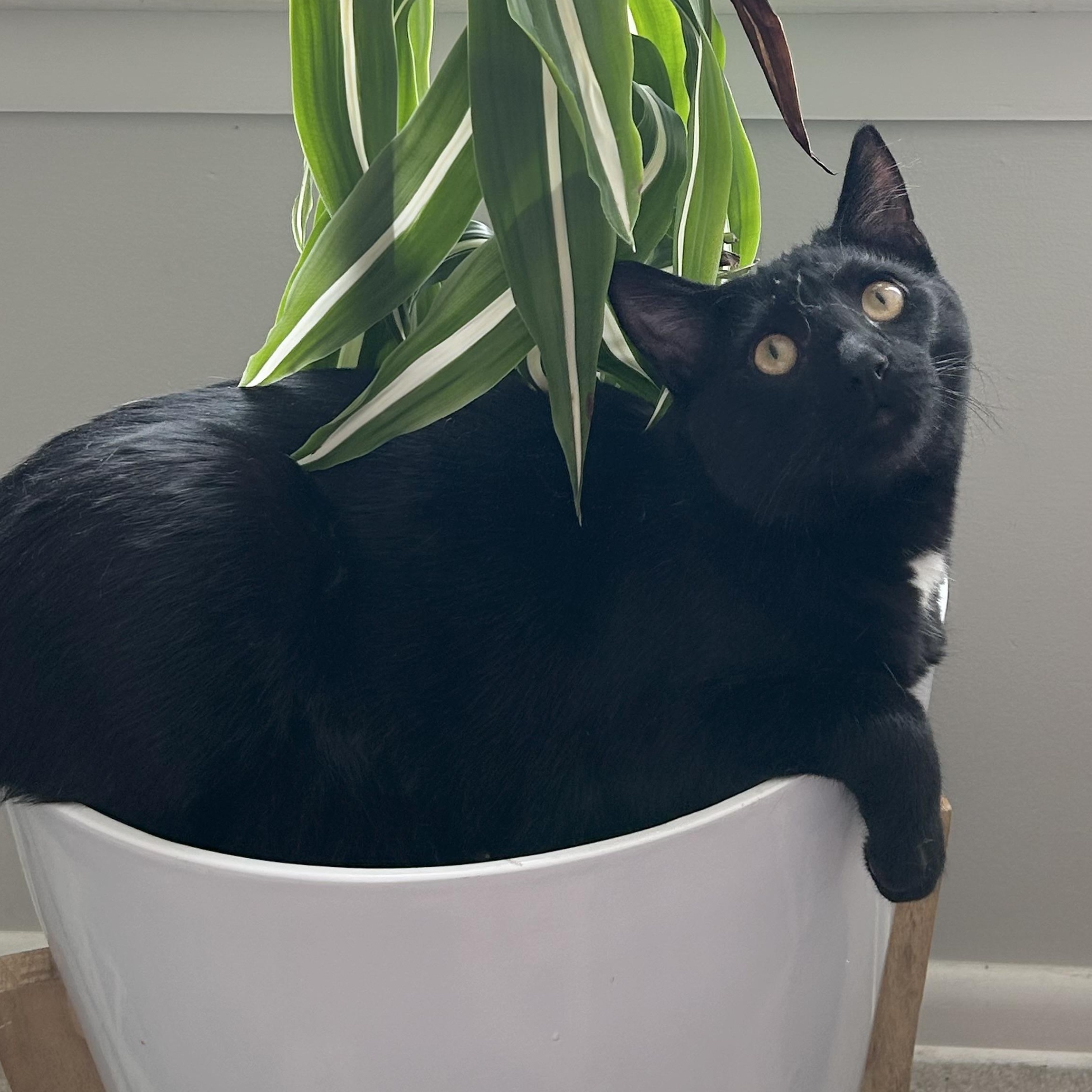 Frankie, a Adoptable Domestic Short Hair in Wheaton, IL image 4/4