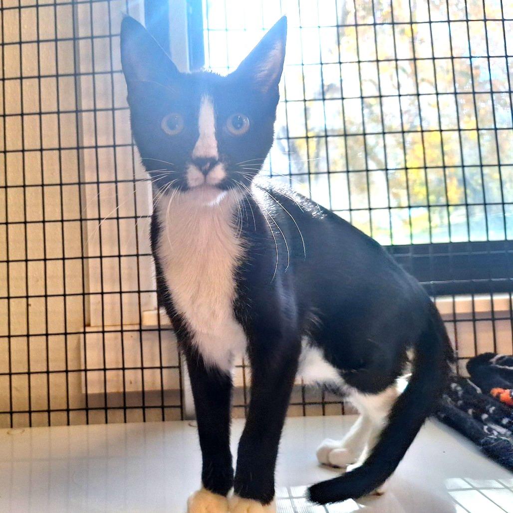 Nugget, Adoptable, Young Male Domestic Short Hair.