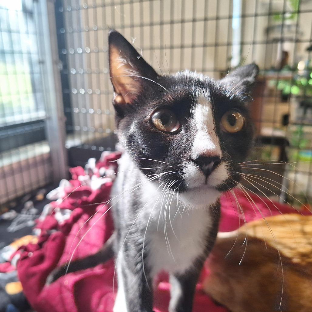 Nugget, a Adoptable Domestic Short Hair in Oak Hill, WV image 3/6