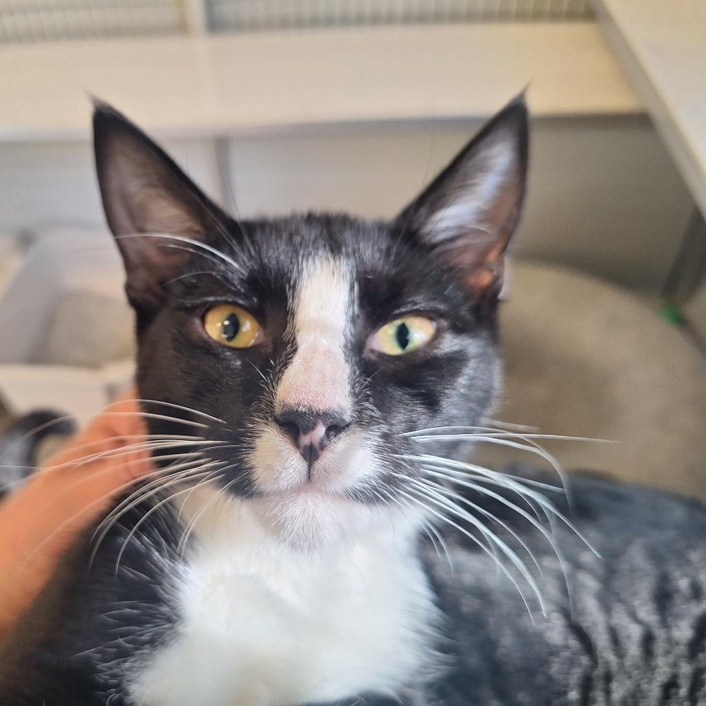 Nugget, a Adoptable Domestic Short Hair in Oak Hill, WV image 4/6