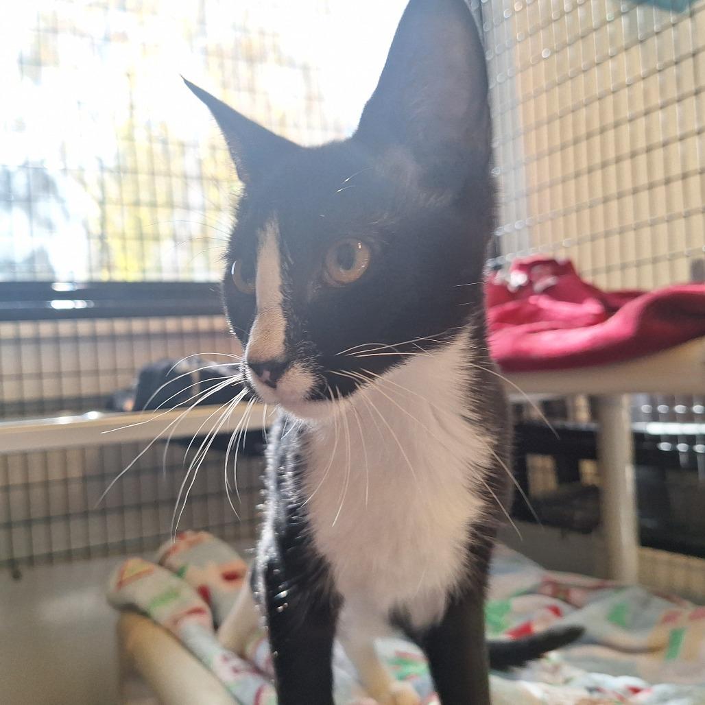 Nugget, a Adoptable Domestic Short Hair in Oak Hill, WV image 5/6