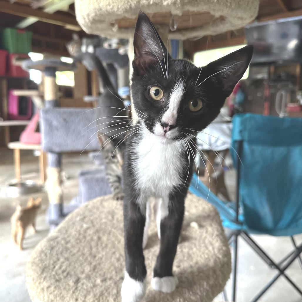 Nugget, a Adoptable Domestic Short Hair in Oak Hill, WV image 6/6