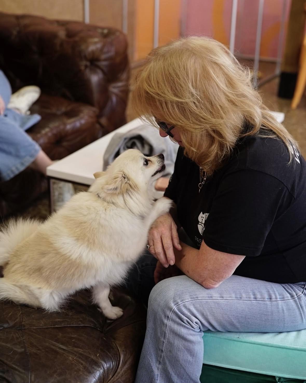 Enlarge Perla, a Adoptable mixed breed in Pasadena, CA image 6/6