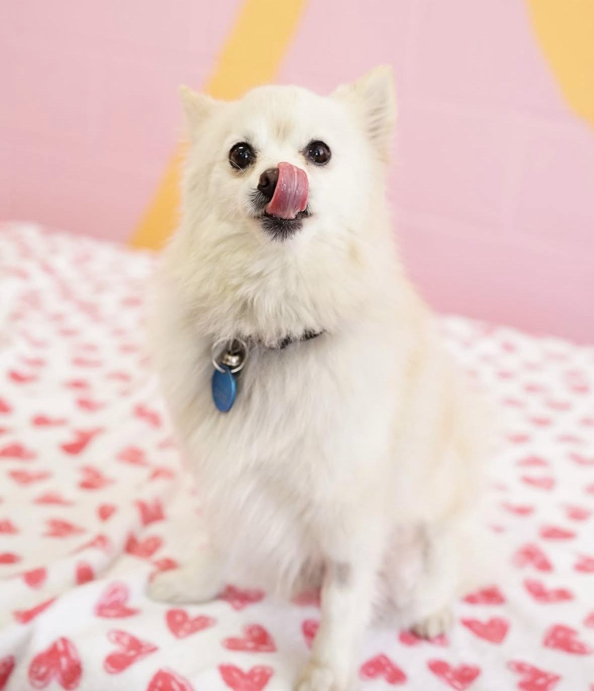 Enlarge Perla, a Adoptable mixed breed in Pasadena, CA image 5/6