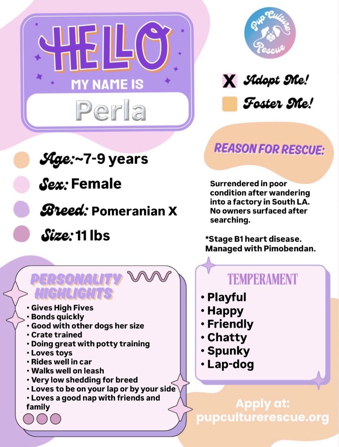 Enlarge Perla, a Adoptable mixed breed in Pasadena, CA image 2/6