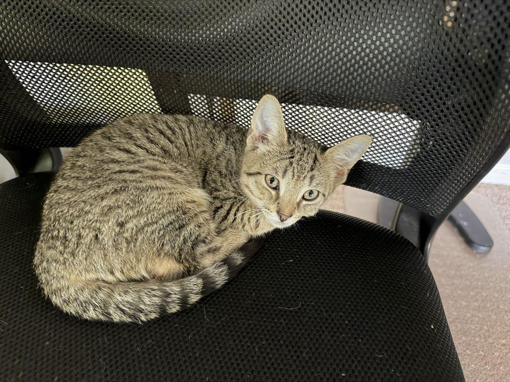Jas, Adoptable, Kitten Male Tiger.