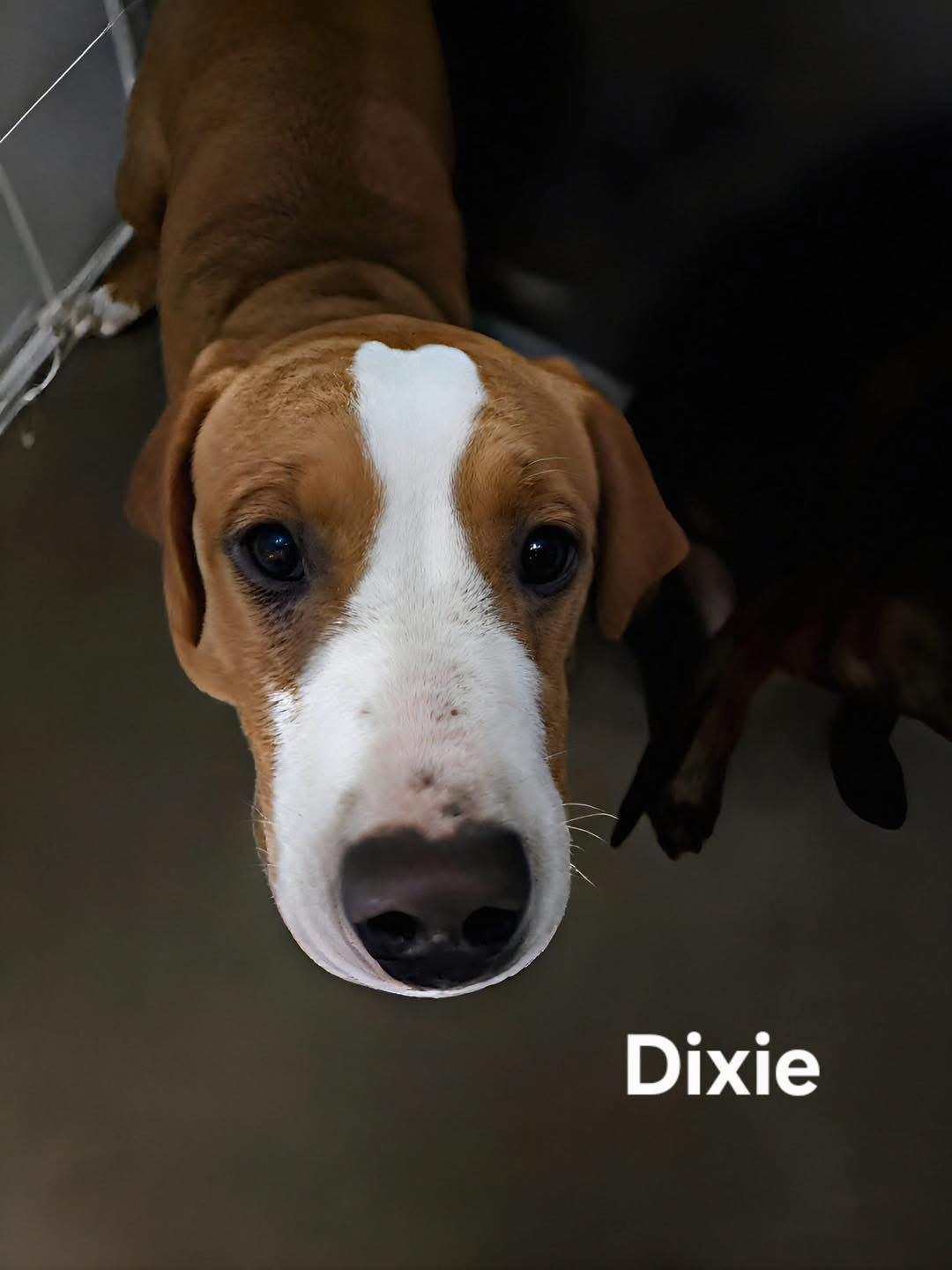Dixie (FOSTER needed)