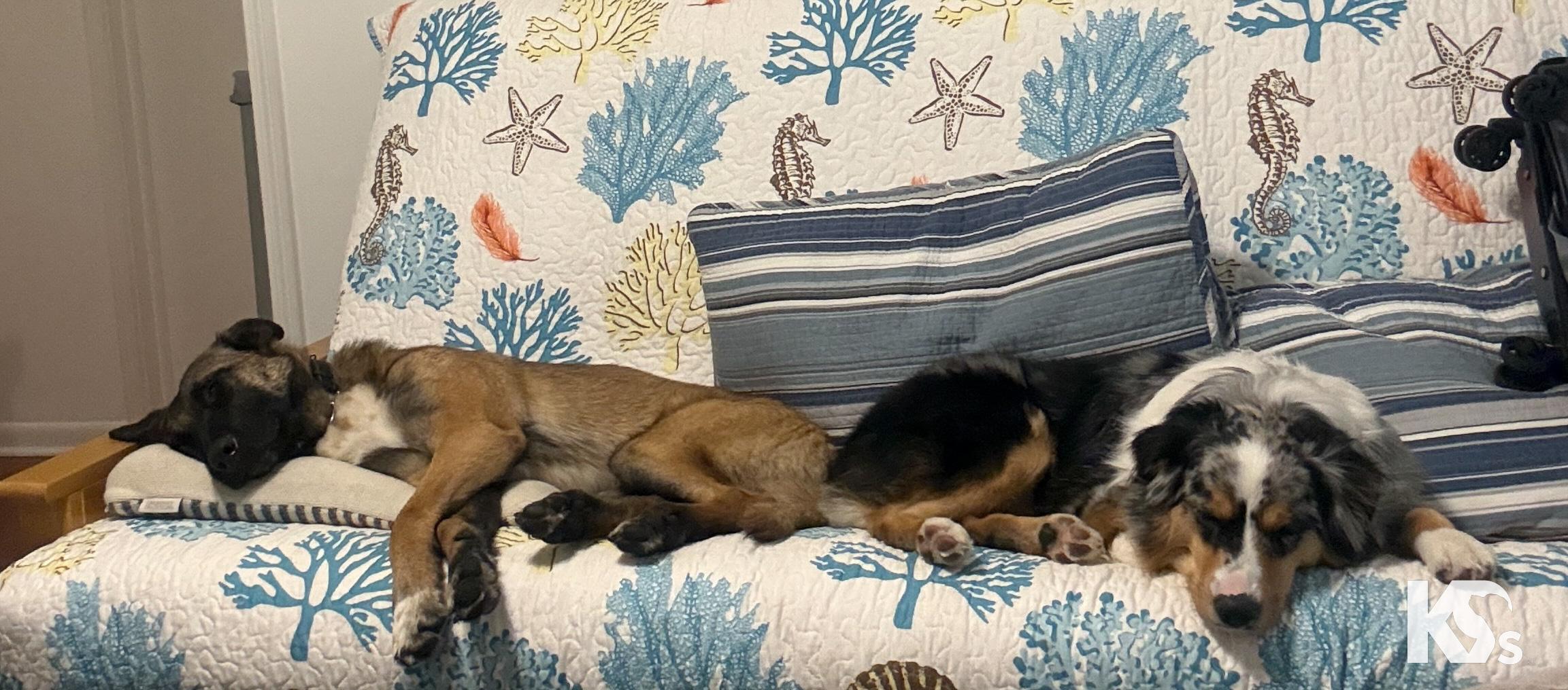 Enlarge Anchor, a Adoptable mixed breed in Ponte Vedra, FL image 4/6