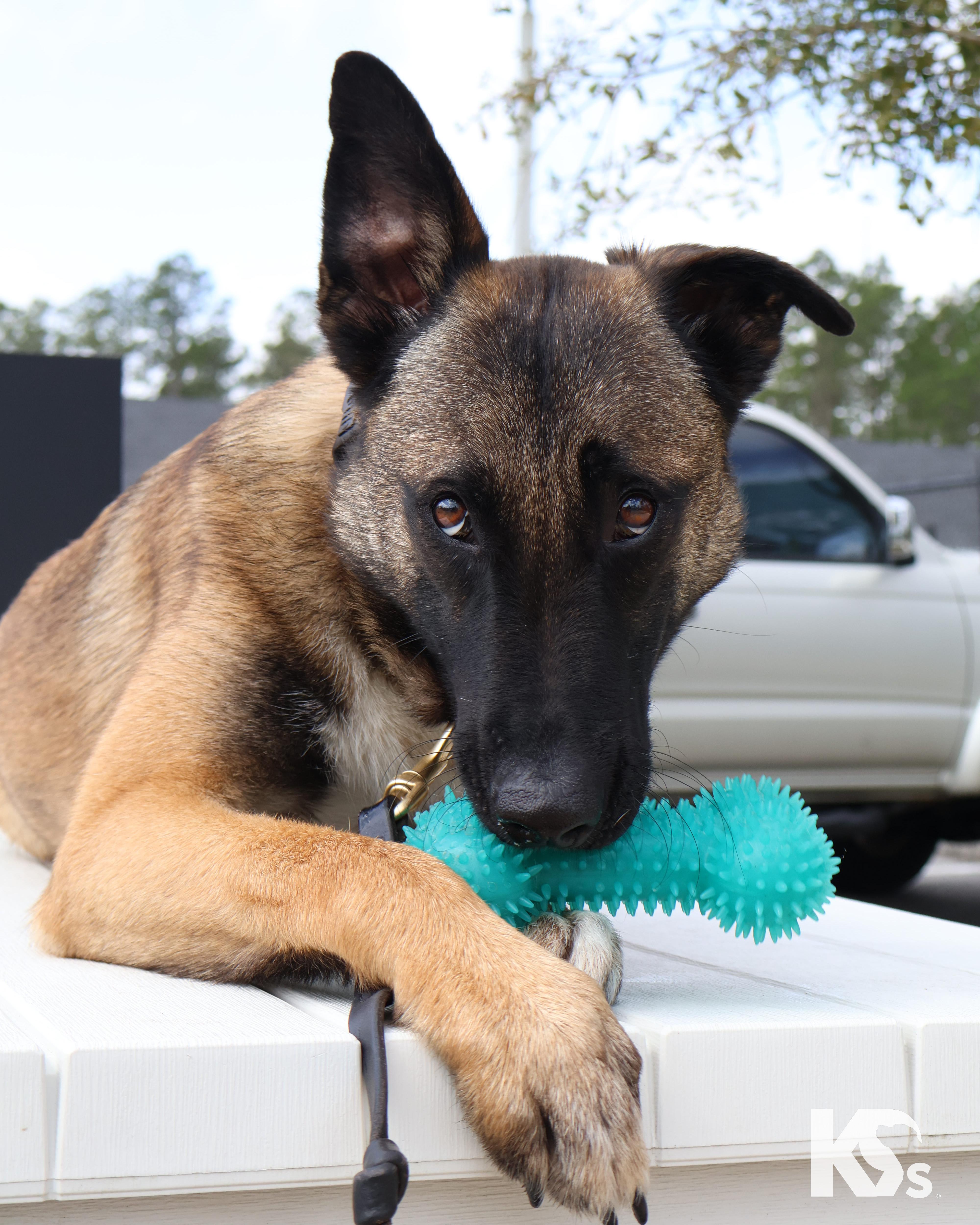 Anchor, Adoptable, Young Male Belgian Shepherd / Malinois & German Shepherd Dog.