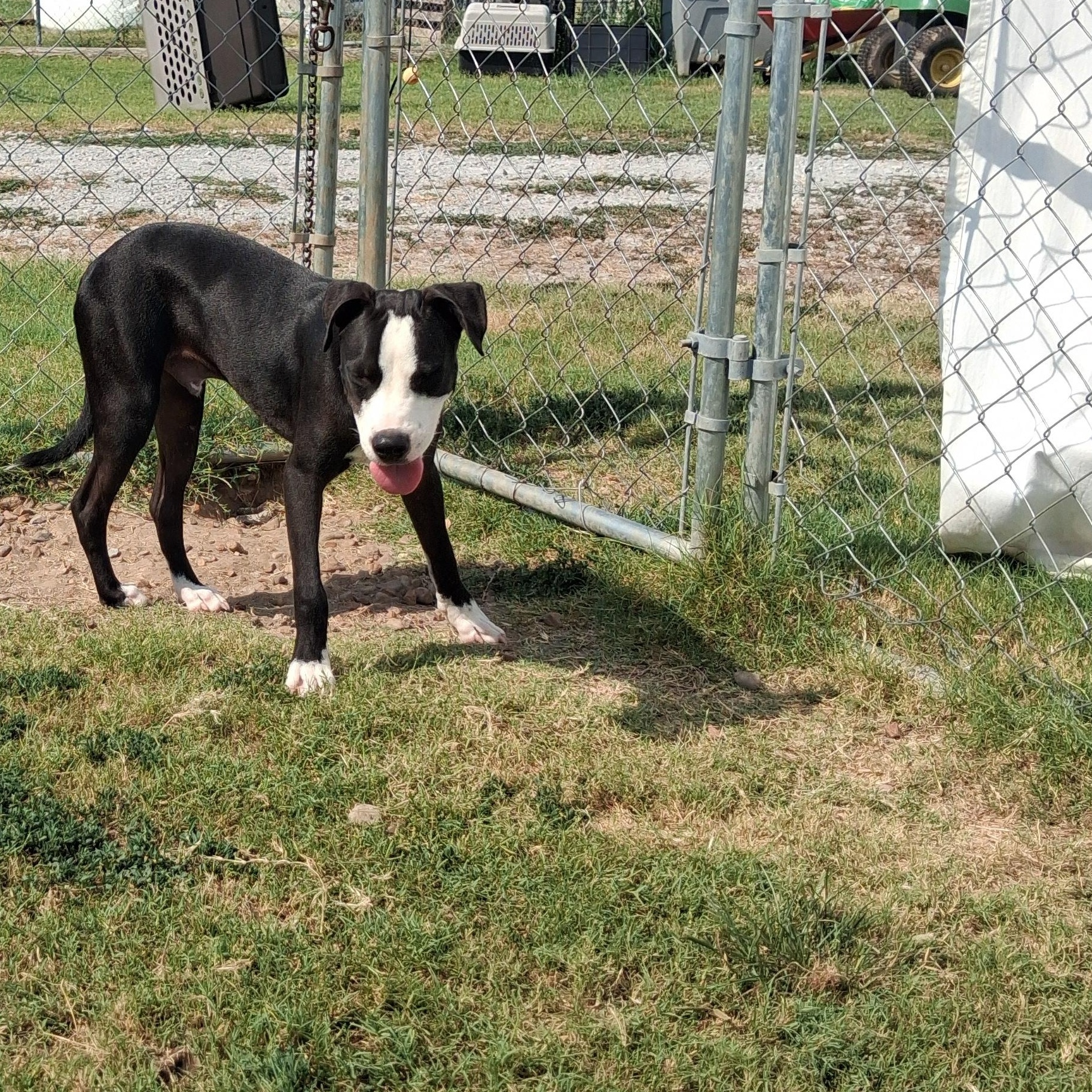 Lucky, Adoptable, Young Male Pit Bull Terrier & Hound.