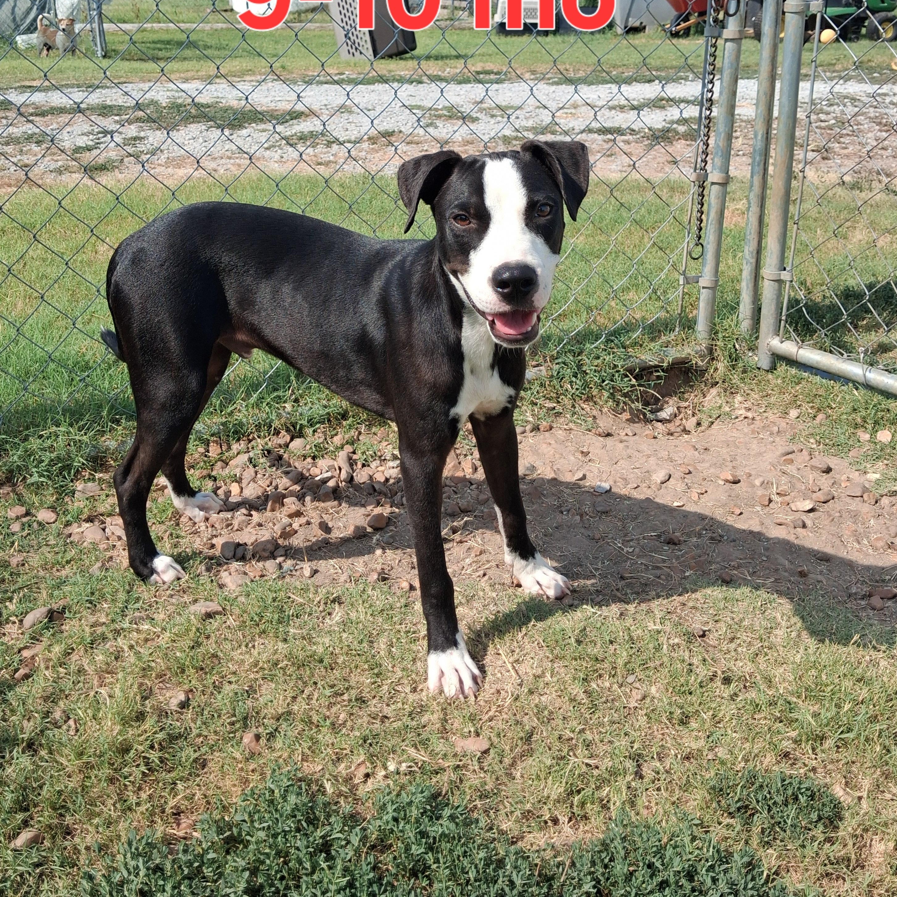 Enlarge Lucky, a Adoptable mixed breed in Manchester, NH image 4/4