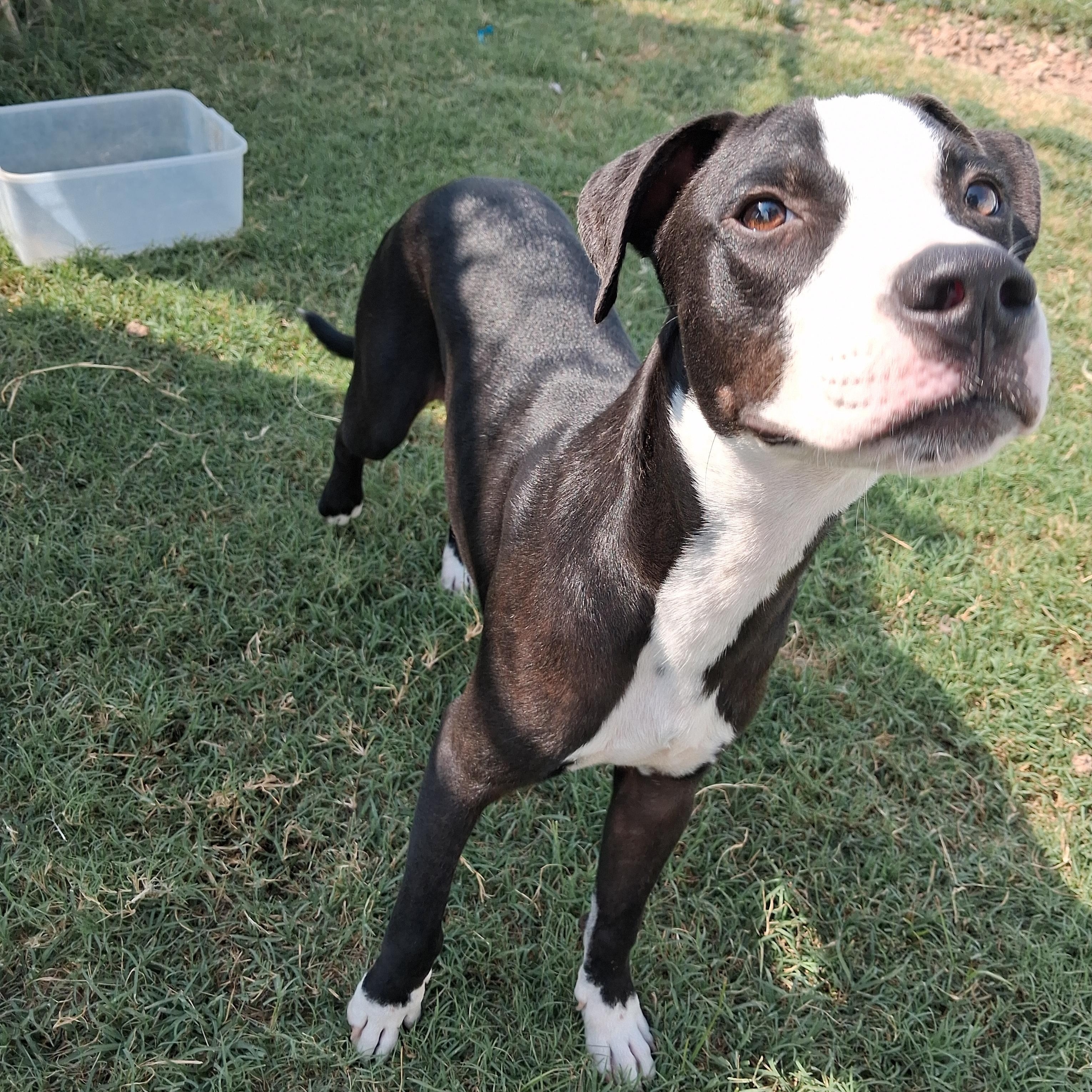 Enlarge Lucky, a Adoptable mixed breed in Manchester, NH image 2/4