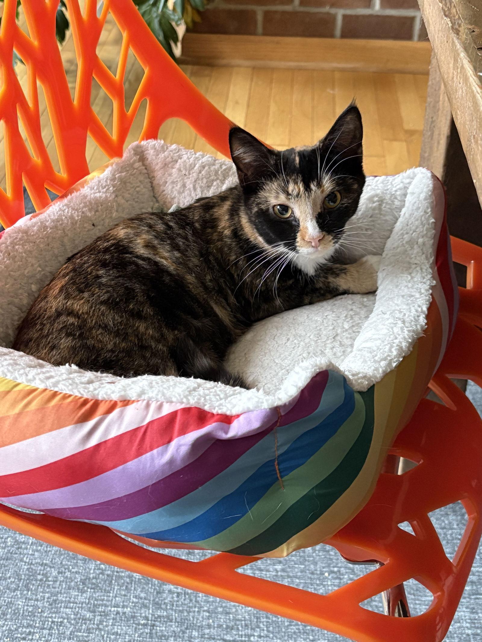 Enlarge Tina - KITTEN in foster, a Adoptable Domestic Short Hair in Alexandria, VA image 1/2