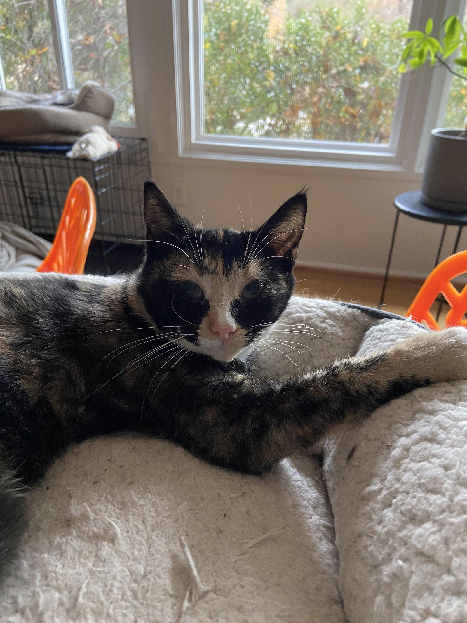 Enlarge Tina - KITTEN in foster, a Adoptable Domestic Short Hair in Alexandria, VA image 2/2