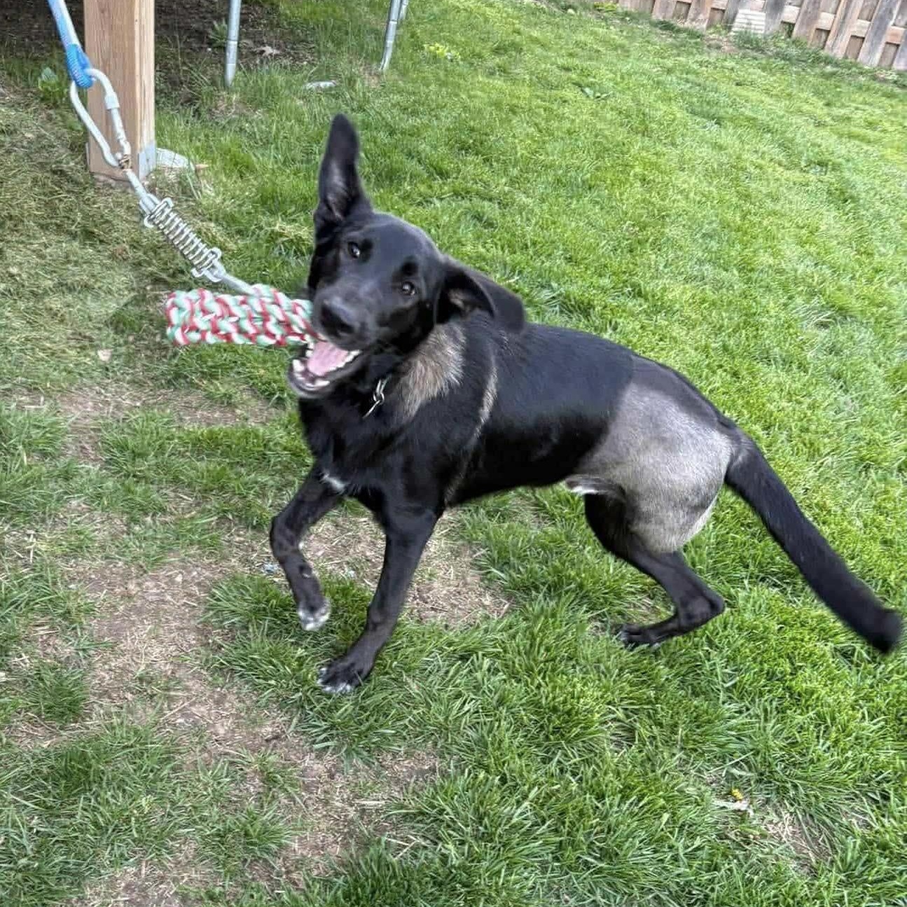 Enlarge Molson, a ADOPTABLE mixed breed in St Thomas, ON image 3/3
