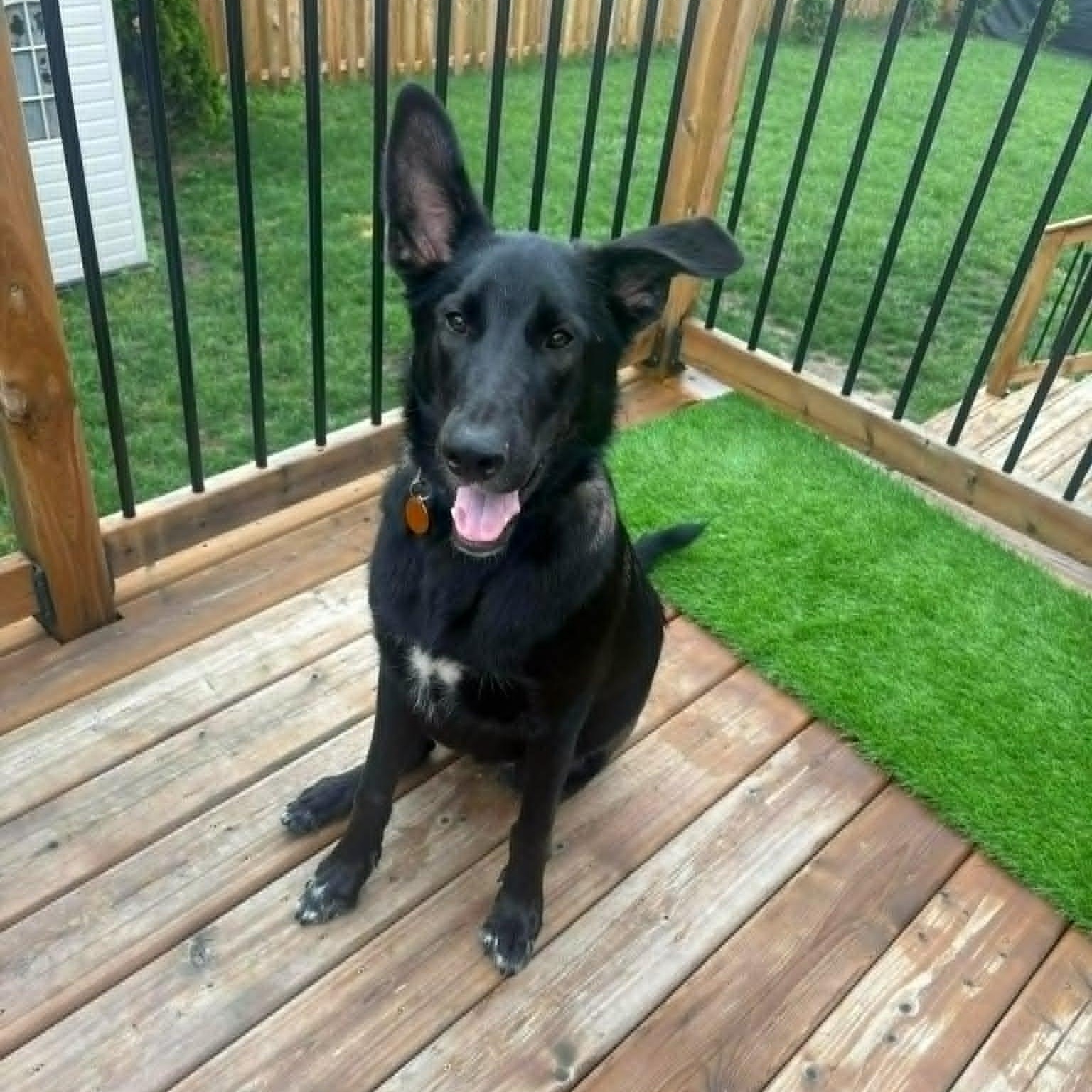 Molson, ADOPTABLE, Young Male Border Collie & German Shepherd Dog.
