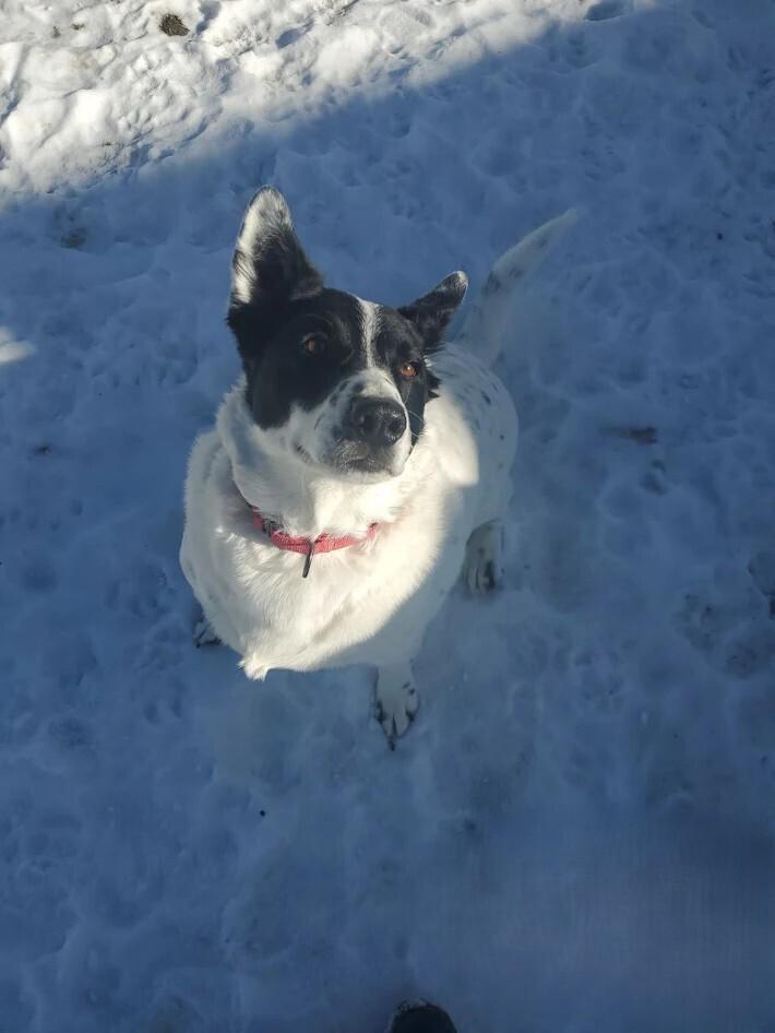 Frank, Adoptable, Adult Male Cattle Dog & Corgi.