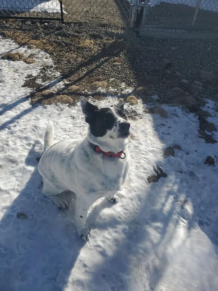 Frank, Adoptable, Adult Male Cattle Dog & Corgi.