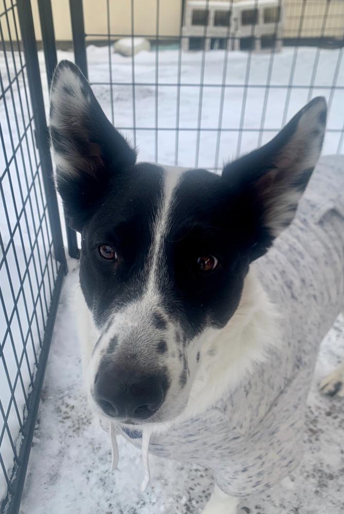 Enlarge Frank, a Adoptable mixed breed in Leadville, CO image 1/1