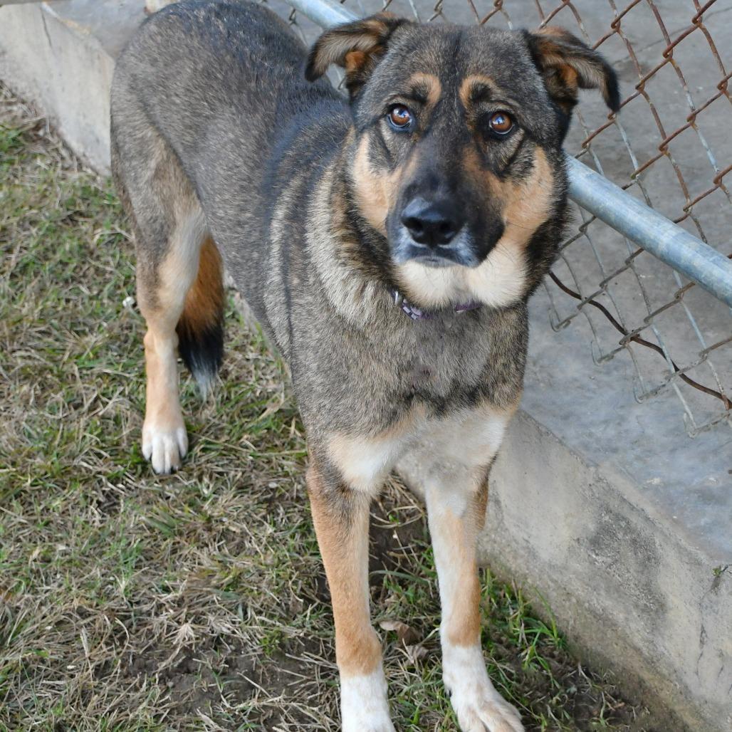 Lola, Adoptable, Adult Female German Shepherd Dog.