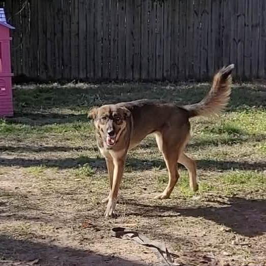 Lola, a Adoptable German Shepherd Dog in Beaumont, TX image 2/6
