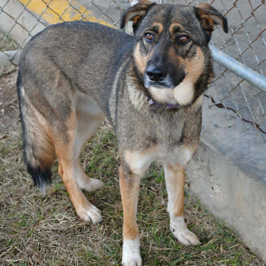 Enlarge Lola, a Adoptable German Shepherd Dog in Beaumont, TX image 2/2