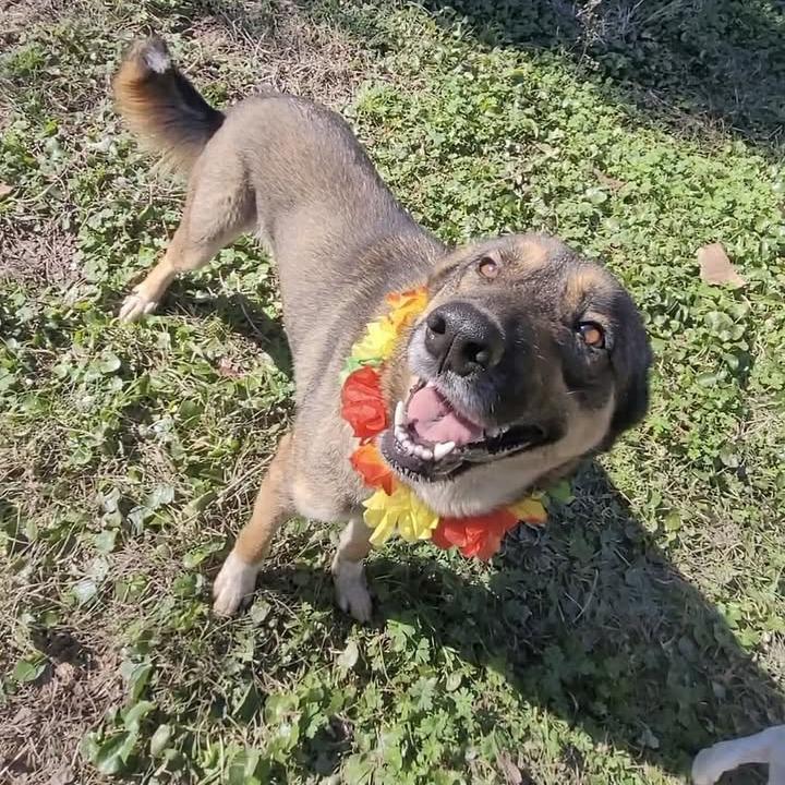 Lola, a Adoptable German Shepherd Dog in Beaumont, TX image 4/6