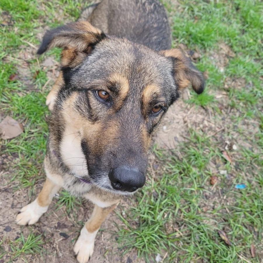 Lola, a Adoptable German Shepherd Dog in Beaumont, TX image 5/6