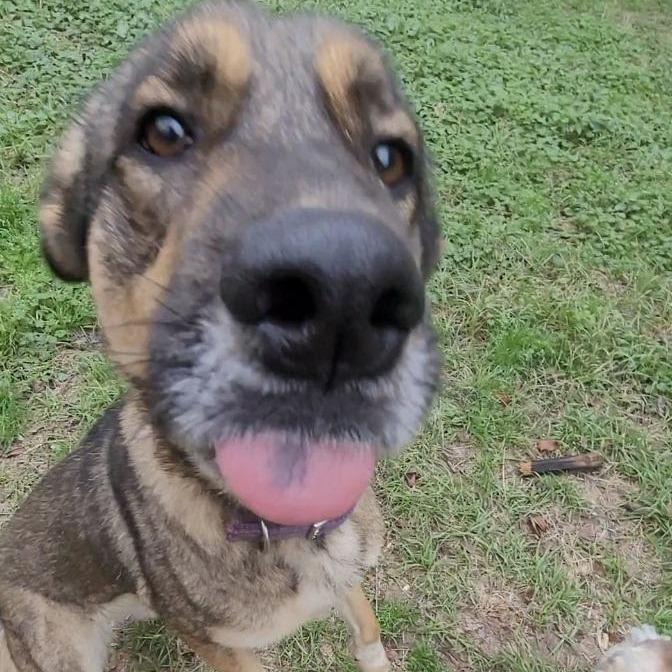 Lola, a Adoptable German Shepherd Dog in Beaumont, TX image 6/6