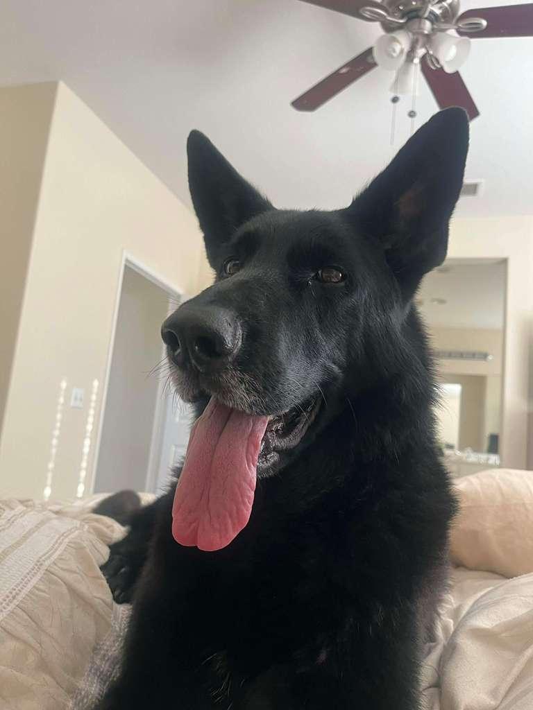 Enlarge Kota (Courtesy Post), an adopted Shepherd in San Diego, CA image 3/6