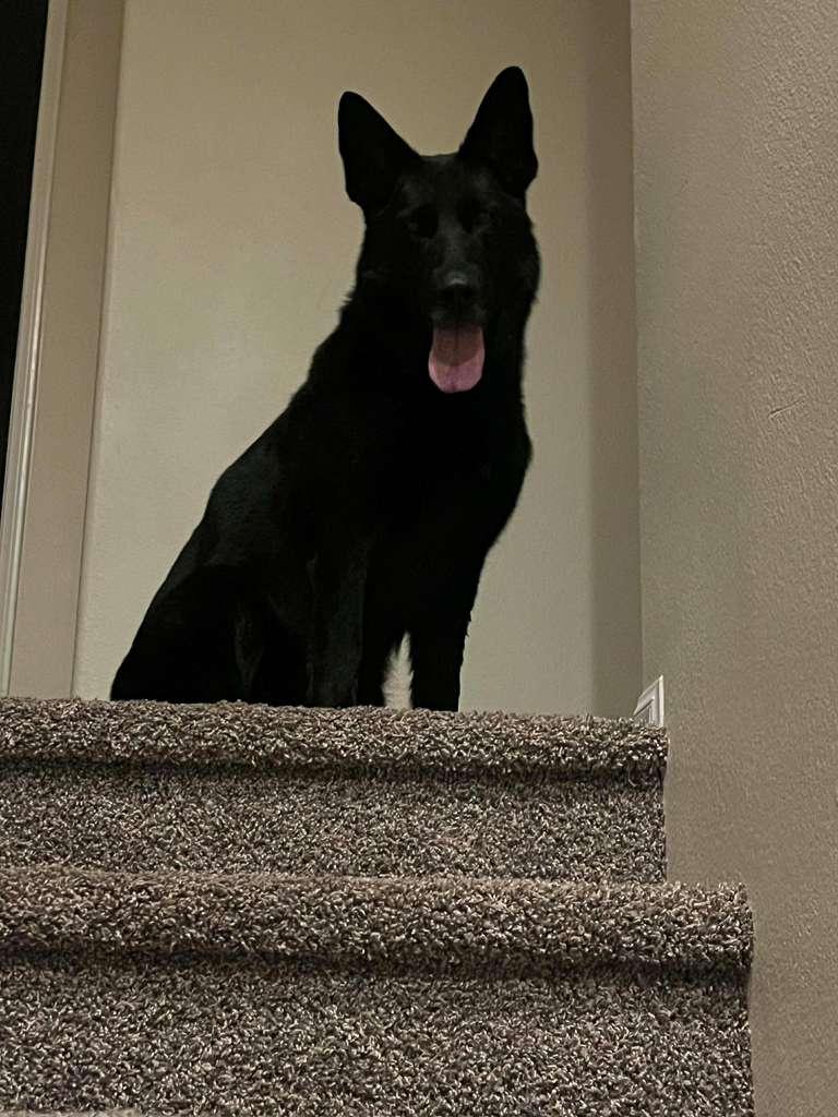 Enlarge Kota (Courtesy Post), an adopted Shepherd in San Diego, CA image 5/6