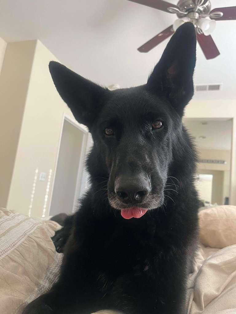 Enlarge Kota (Courtesy Post), an adopted Shepherd in San Diego, CA image 4/6