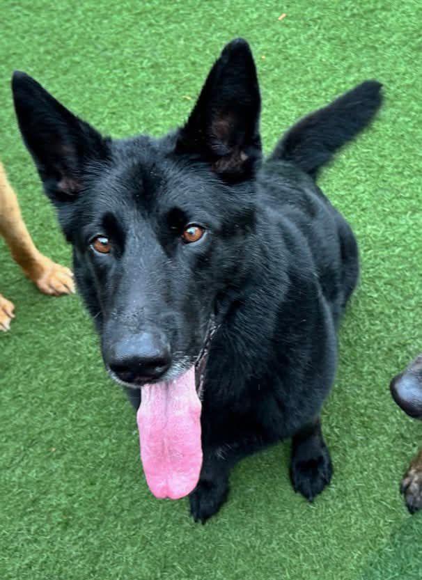 Enlarge Kota (Courtesy Post), an adopted Shepherd in San Diego, CA image 2/6